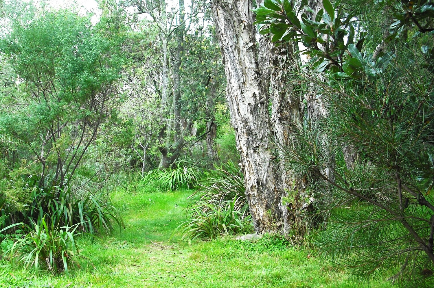 When preparing a garden plan, allow space for paths (P Ardill 2025)