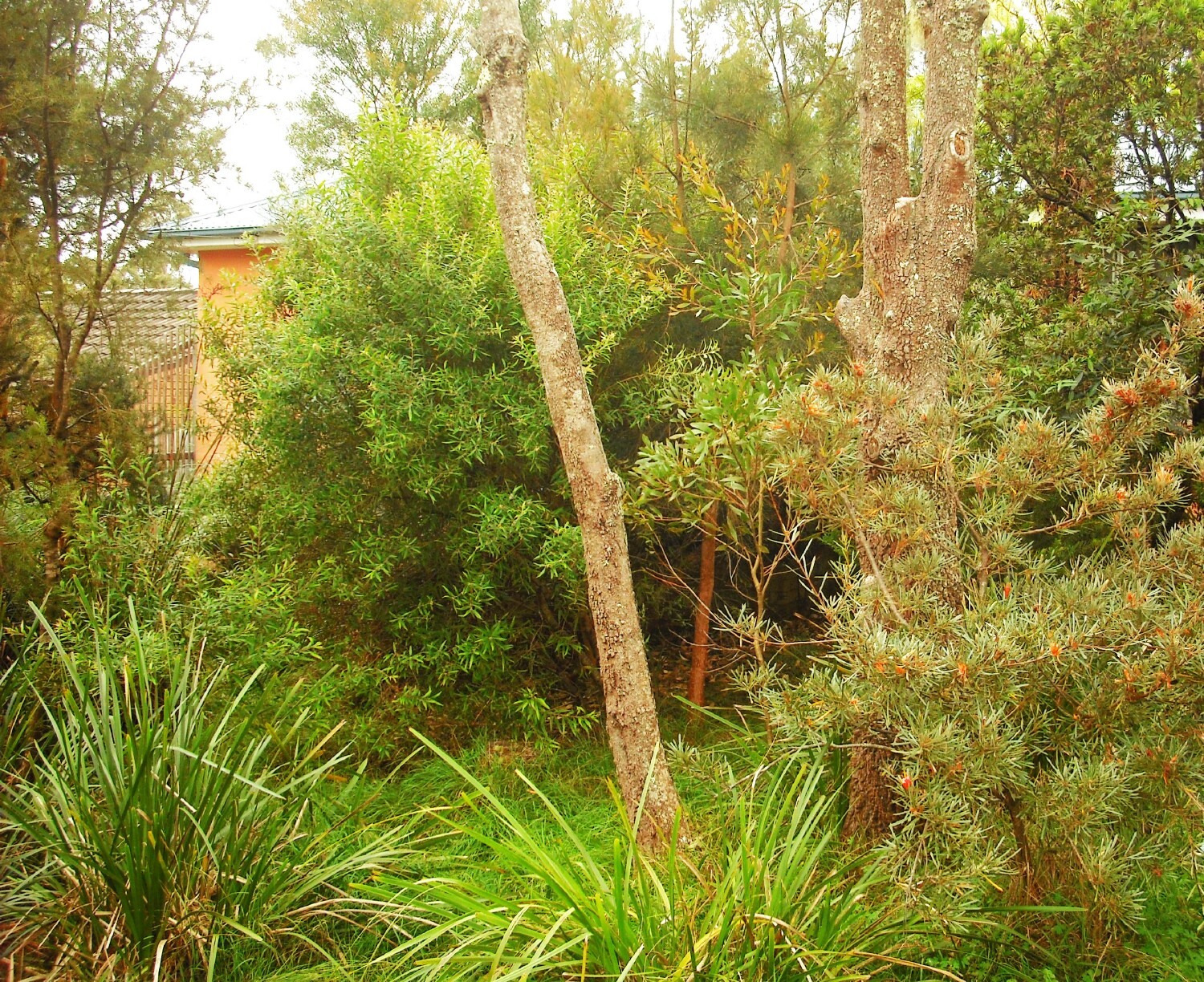 This effective privacy screen is comprised of locally indigenous vegetation, including <i>Persoonia mollis</i> (centre) (P Ardill 2025)