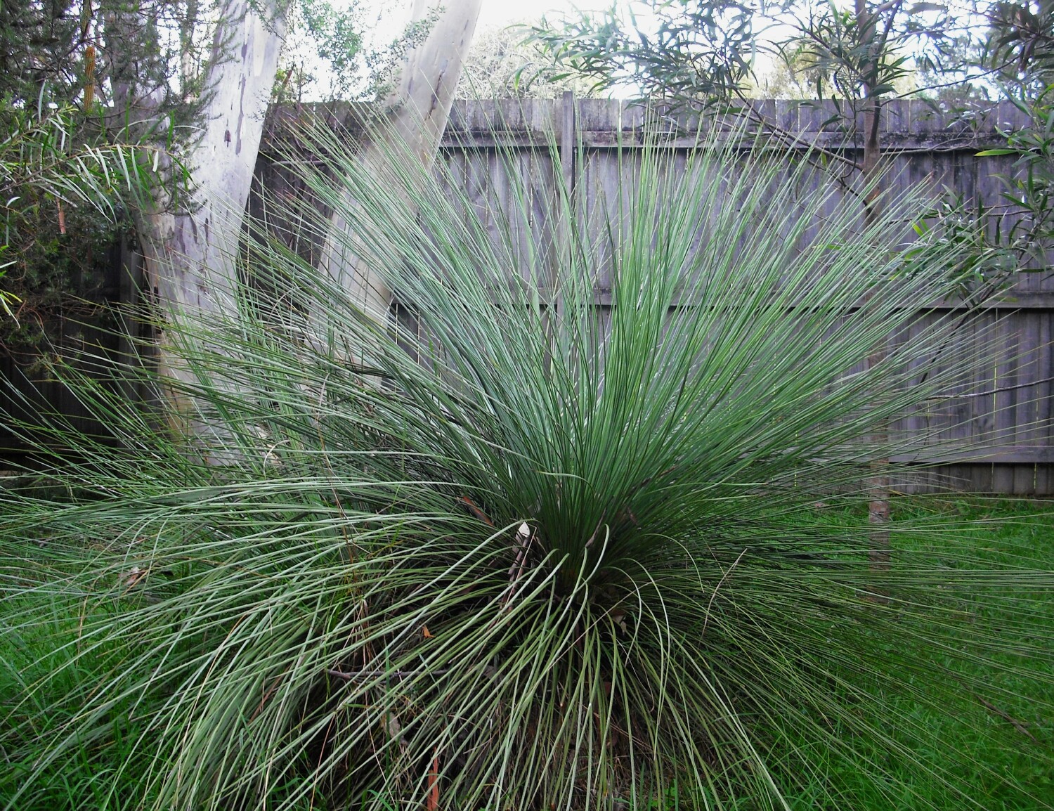 Grass Trees are a popular landscaping feature (P. Ardill 2025)