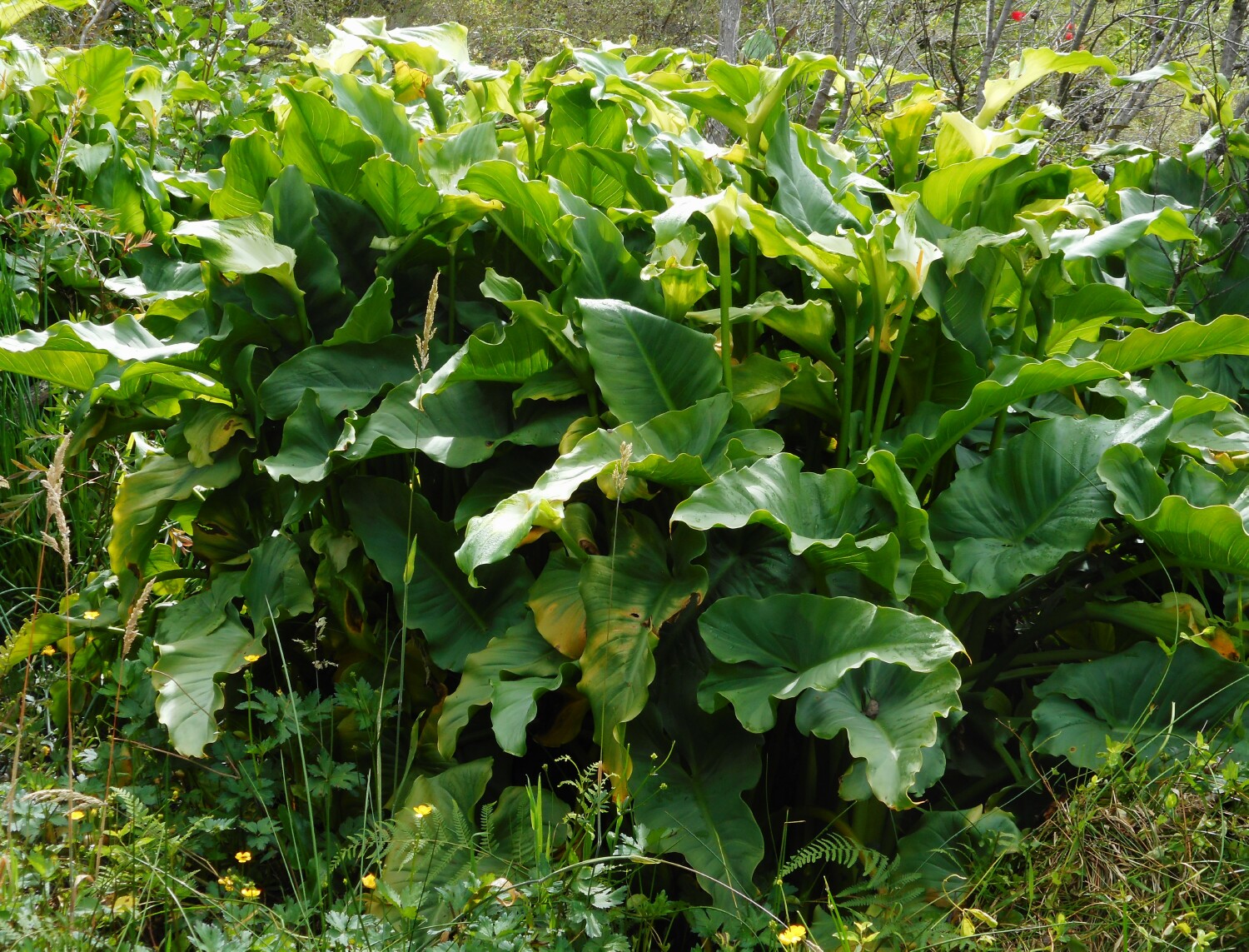 Arum lily is a commonly used exotic garden plant but unfortunately rapidly infests Blue Mountains Swamps and riparian ecosystems (P Ardill 2025)