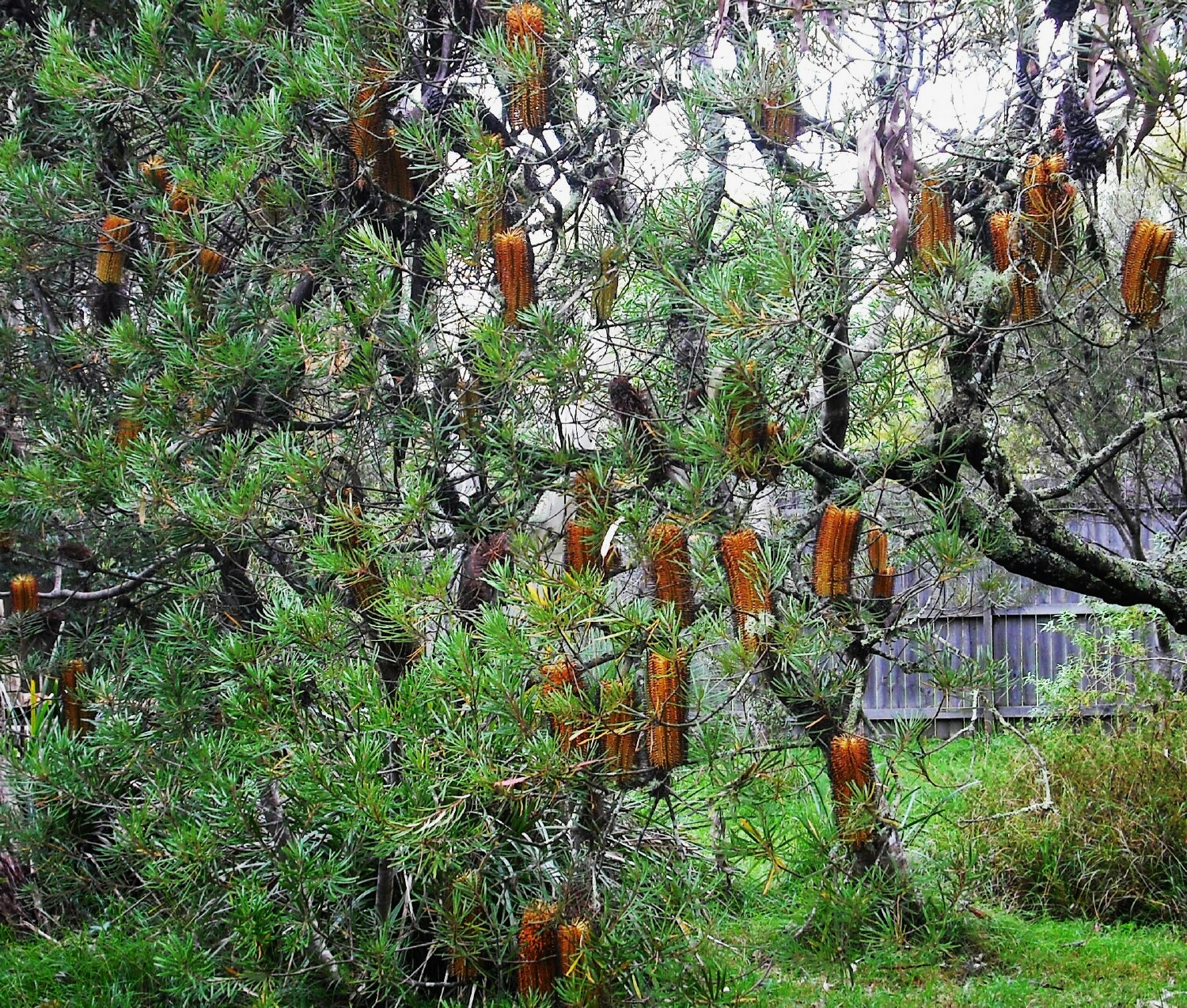 This rambling Banksia cunninghamii and its array of flowers offer vital nectar during the colder seasons (P Ardill 2025)