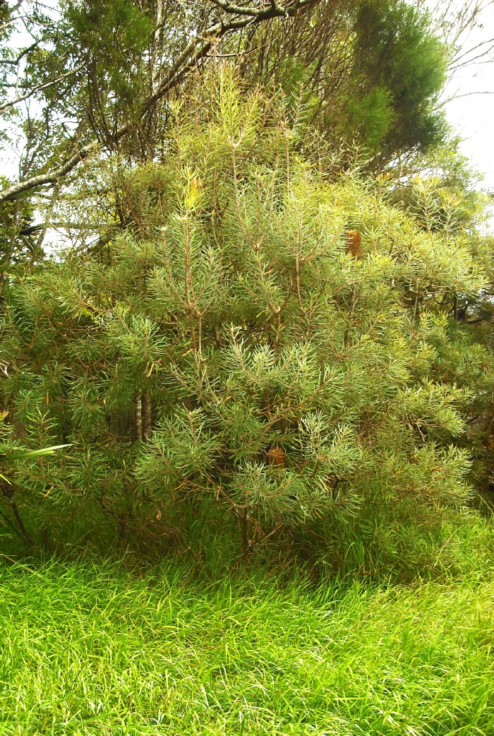 <i>Callitris muelleri</i> (P Ardill 2025)