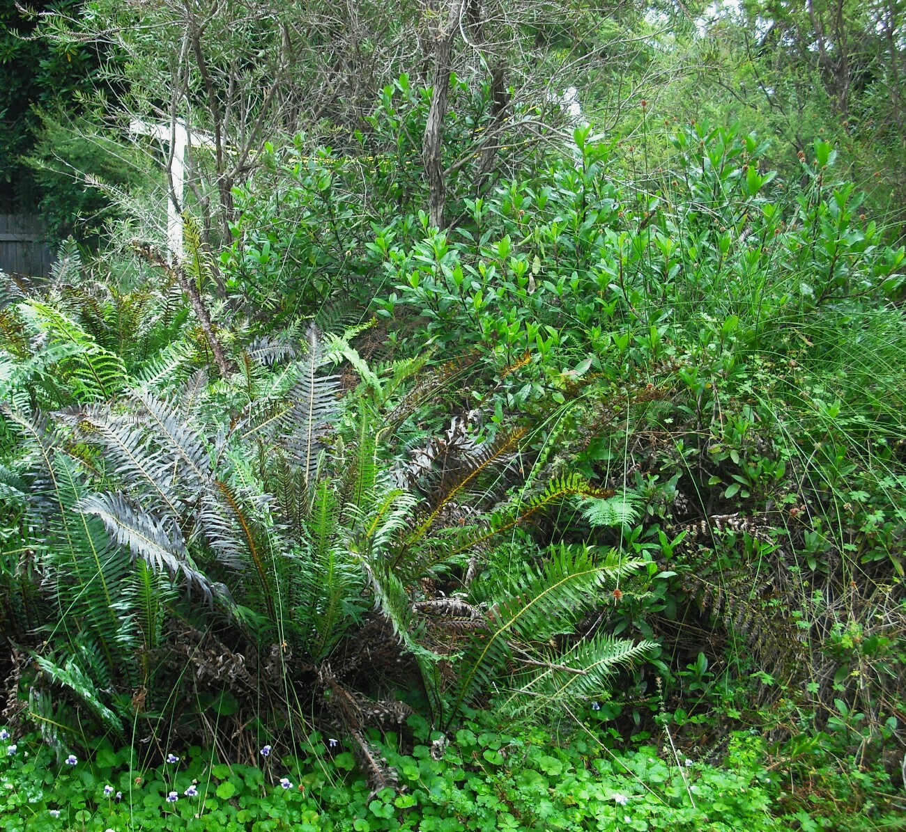 Dense plantings of ferns and shrubs attract small foraging birds (P Ardill 2025)
