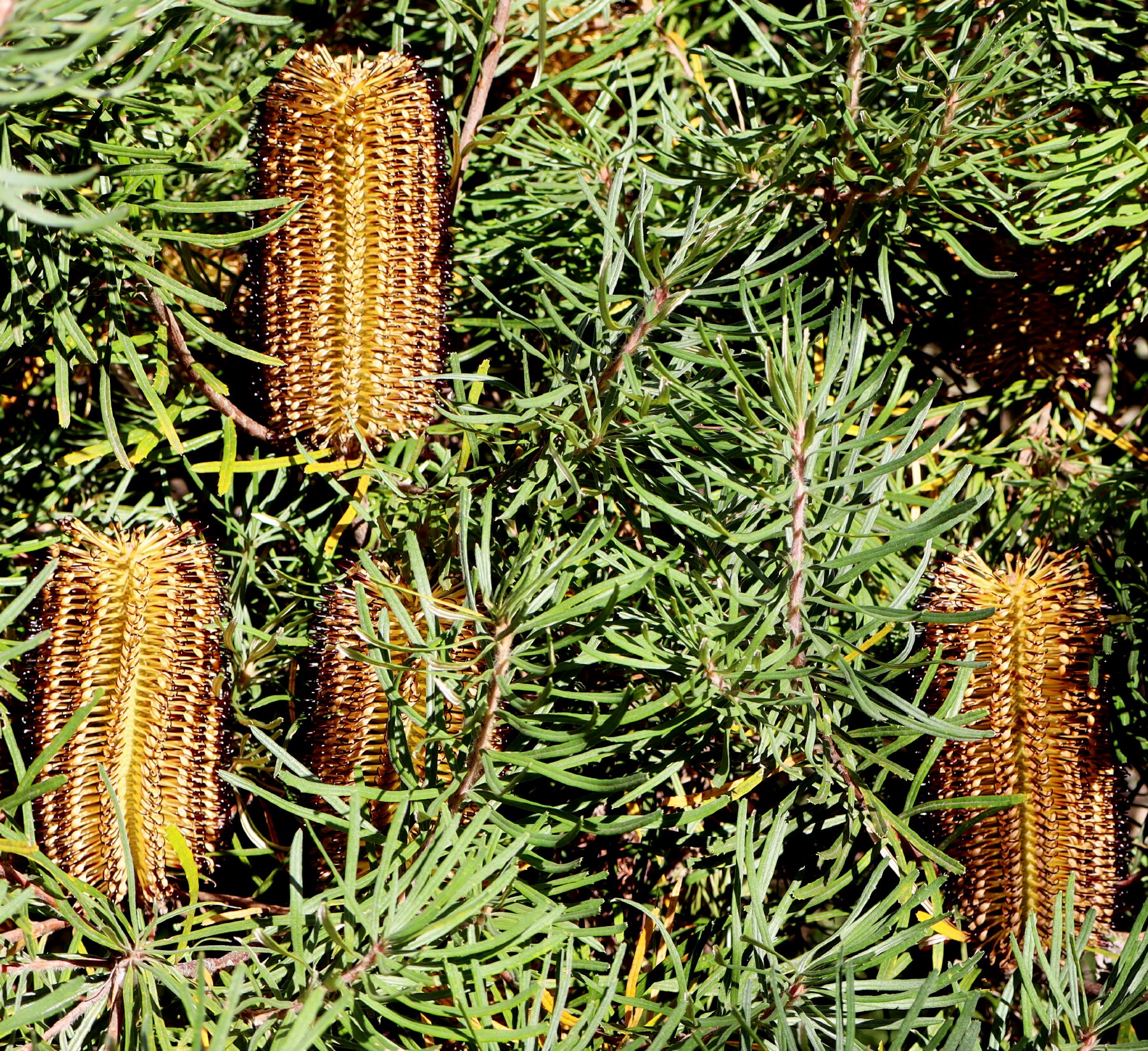 Banksia spinulosa flowers from autumn to winter and supports nectar feeding birds and insects (P Ardill 2025)
