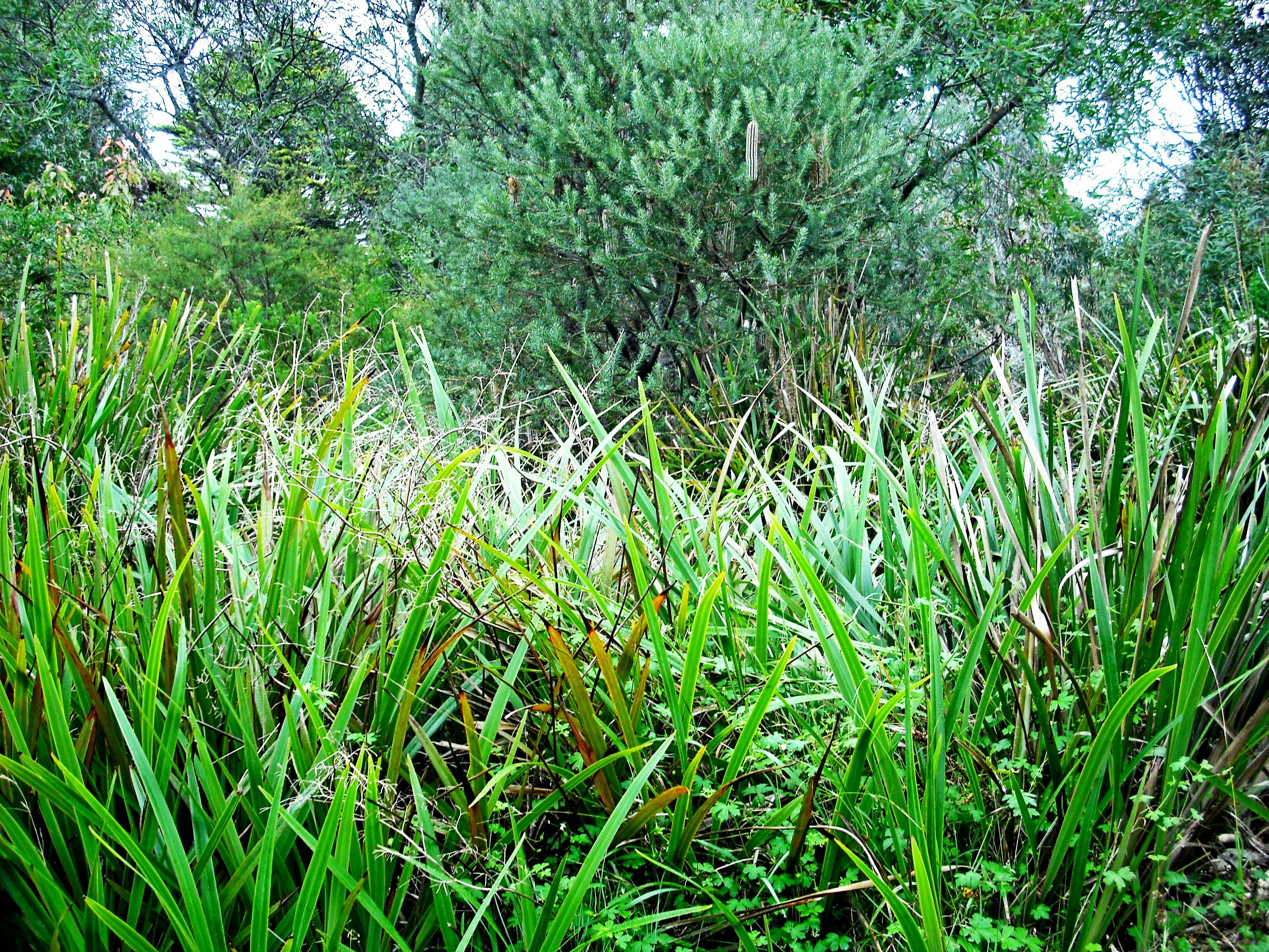 Dianella is a dense hardy ground-layer plant (P Ardill 2025)