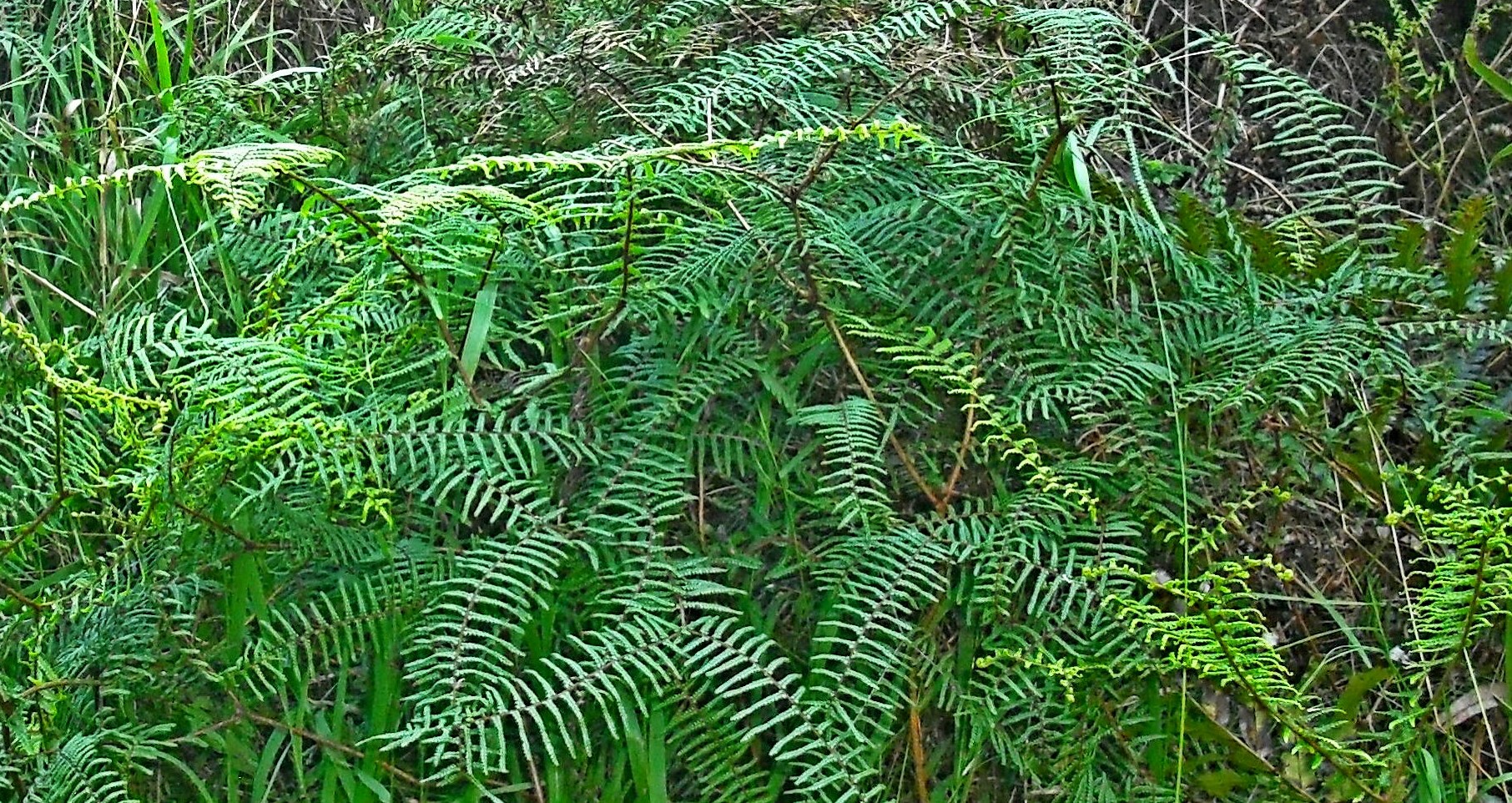 Now a thriving garden specimen, this Gleichenia dicarpa was a 
