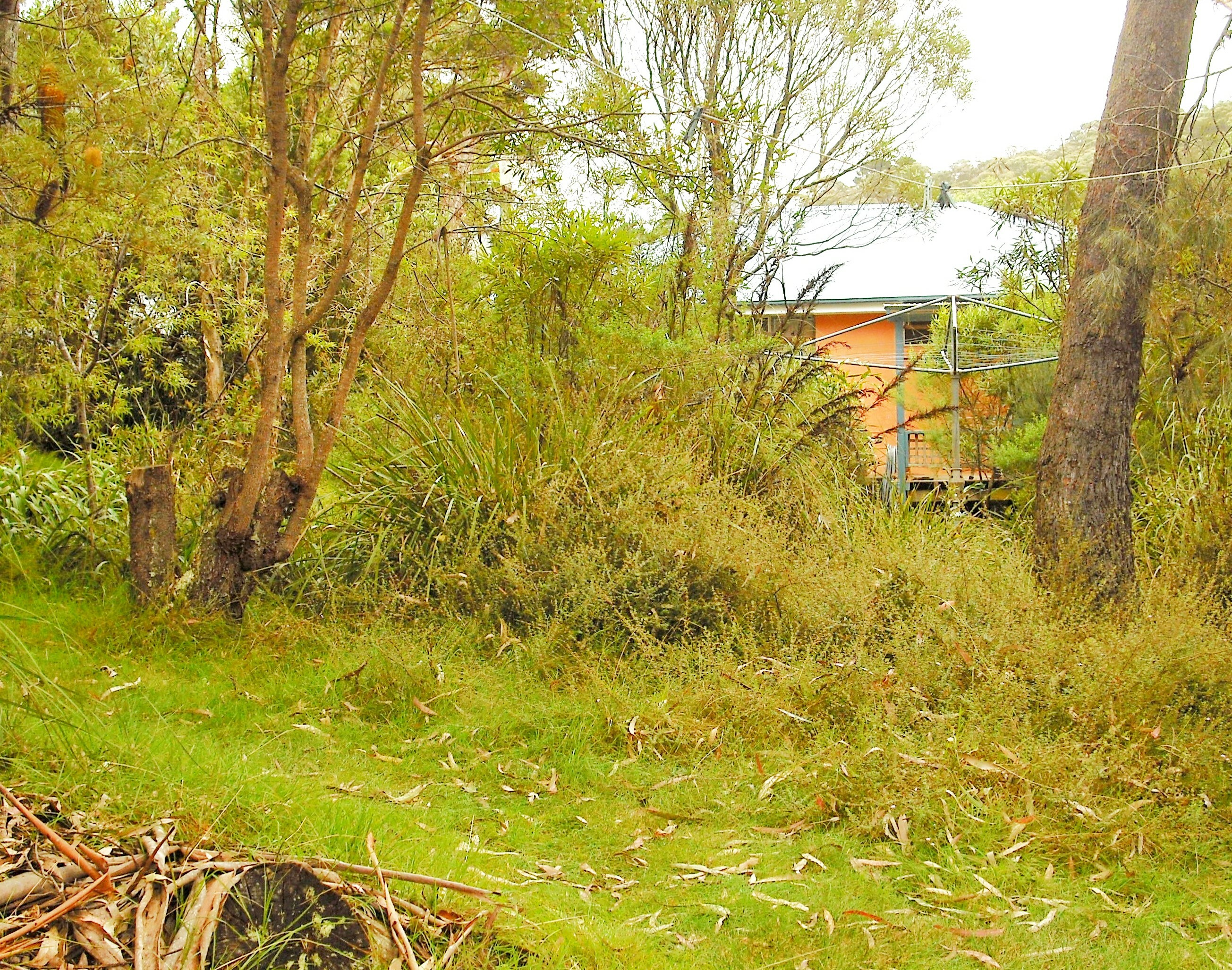 This garden offers a range of resources for visiting indigenous wildlife (P Ardill 2025)