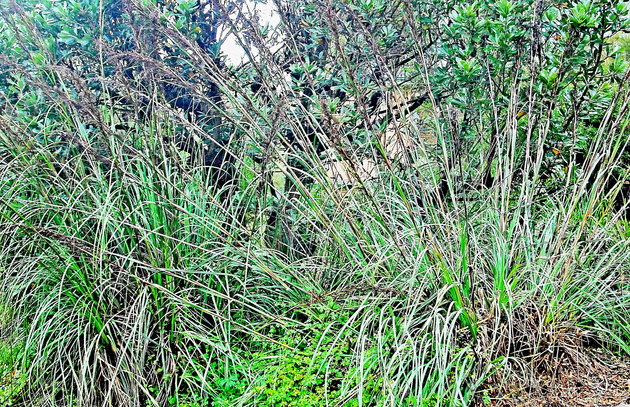 These elegant Gahnias make a dramatic landscaping statement (P Ardill 2025)