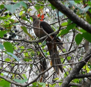 Brown Cuckoo Dove consuming plant fruits/seed Lawson - P Ardill 2024