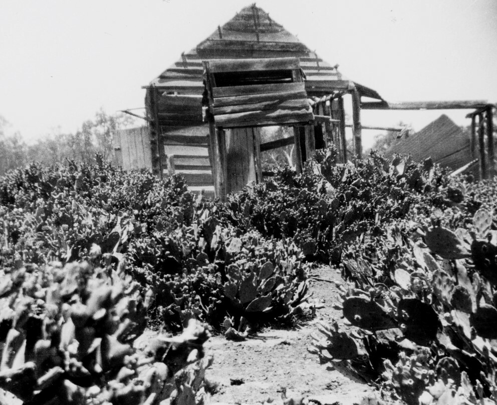 Remains of Johnty Turner’s home, overrun with prickly pears’ Chinchilla District Queensland 1920s Source: State Library Queensland