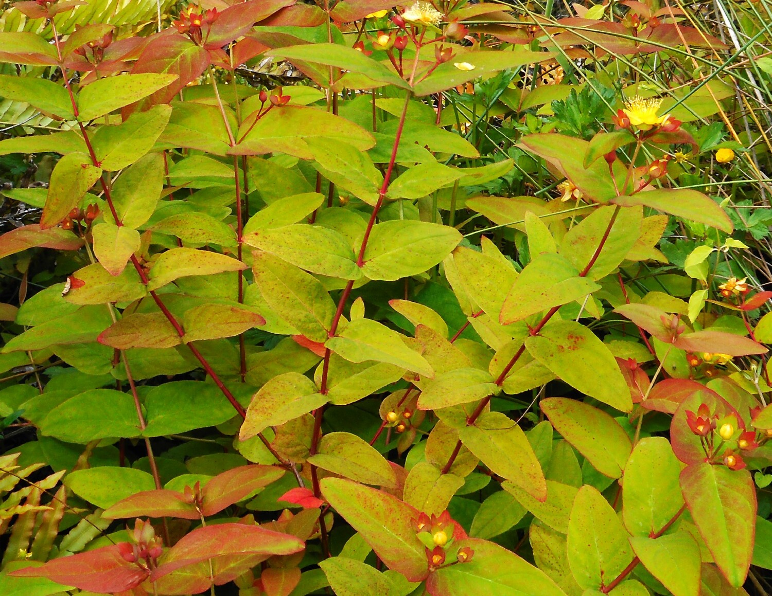 Priority environmental weed, Tutsan, infesting Water Nymphs Dell waterfall Wentworth Falls P Ardill 2024