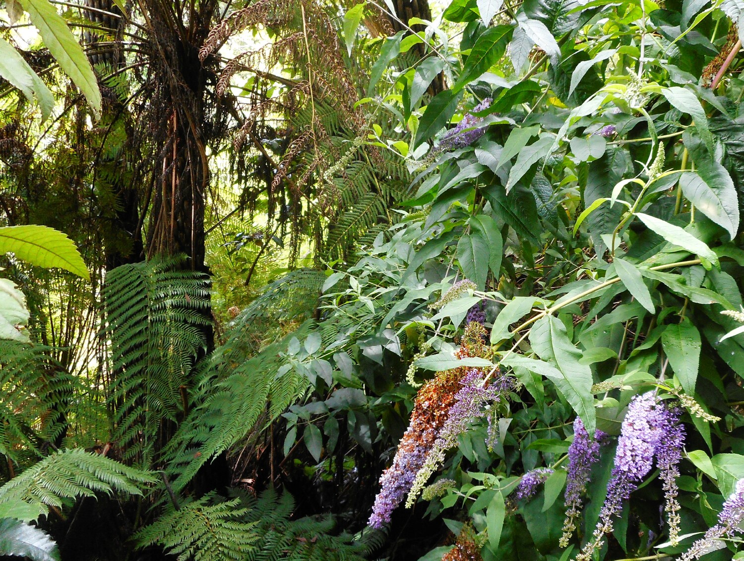 Buddleia threatening Tree Fern grove, Blue Mountains National Park P Ardill 2025