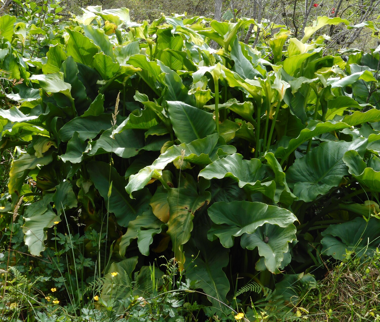 Popular exotic garden plant, Arum lily, infesting swamp ecosystem Lawson P Ardill 2025