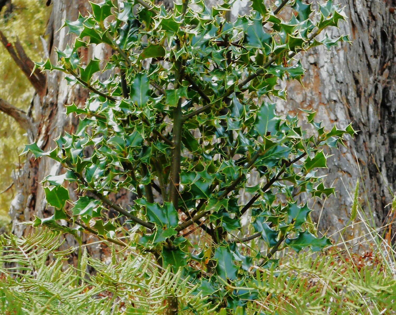 Holly, Katoomba Creek Photo: P Ardill 2024