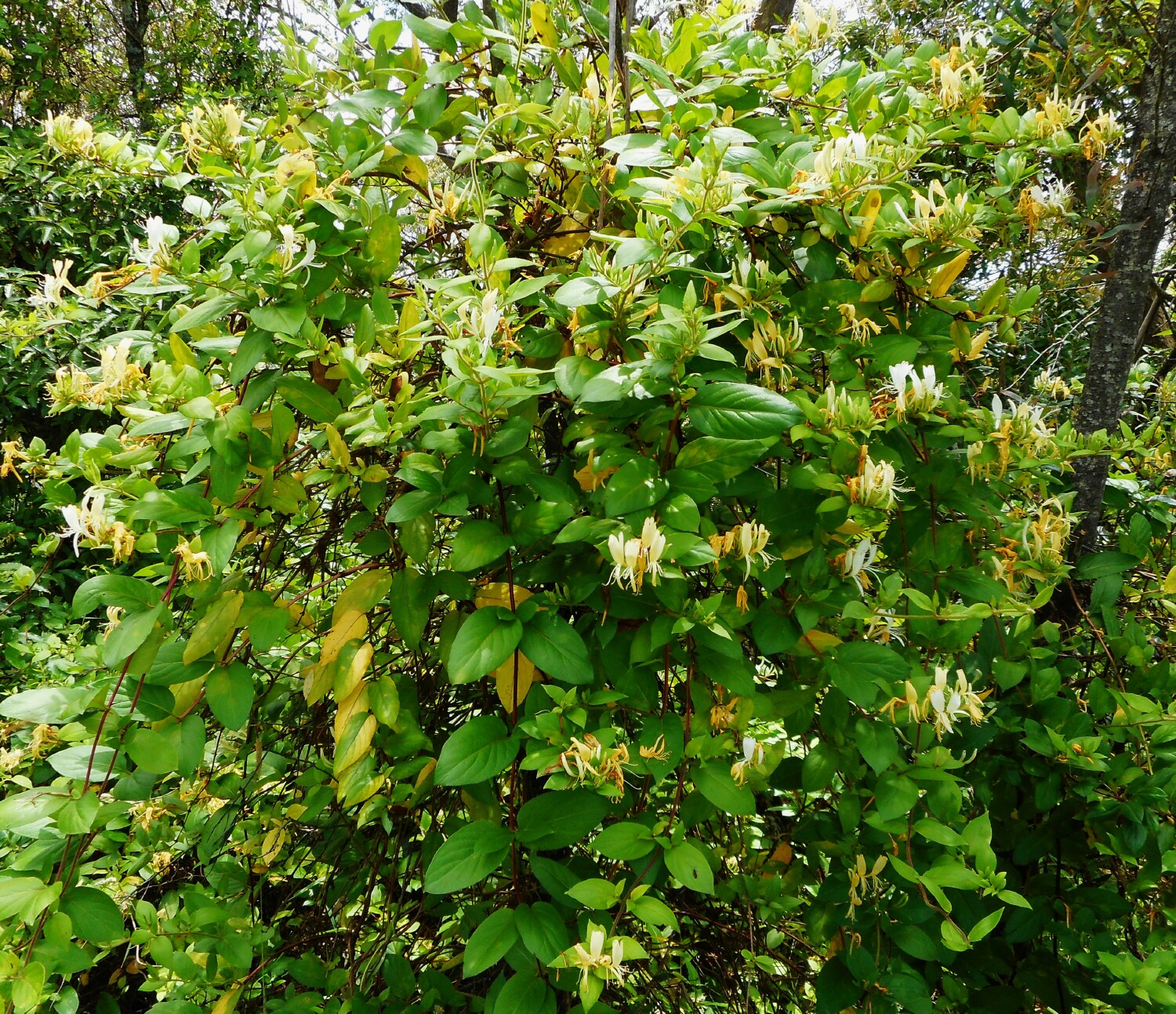 Japanese Honeysuckle Wilson Park Lawson Photo: P Ardill 2025