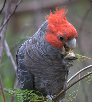 Gang-gang Cockatoo