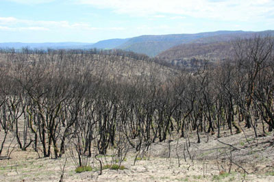 Extreme severity fire, Bell