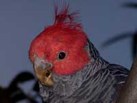 Gang-Gang Cockatoo (male)