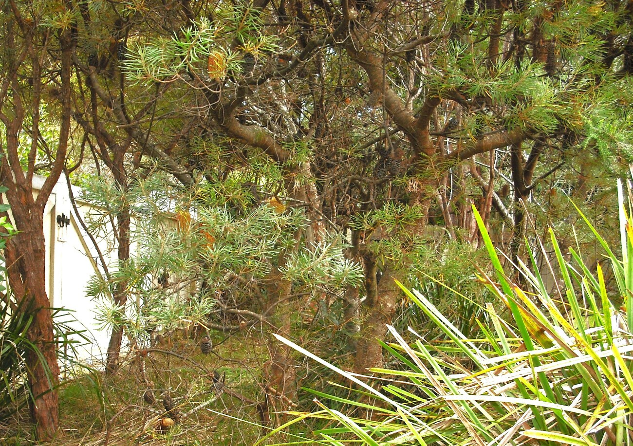 <i>Banksia spinulosa</i> garden