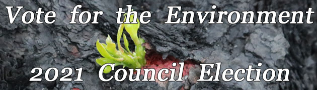 Broad-leaved Geebung