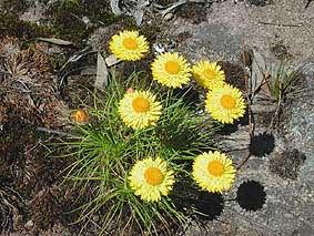 Pagoda Rock Daisies