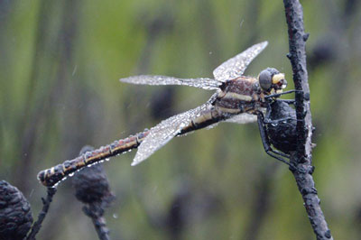 Dragonfly