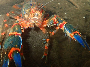 Crayfish