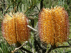 Hairpin Banksia