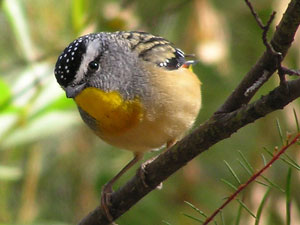 Spotted Pardalote