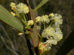Sweet-scented Wattle