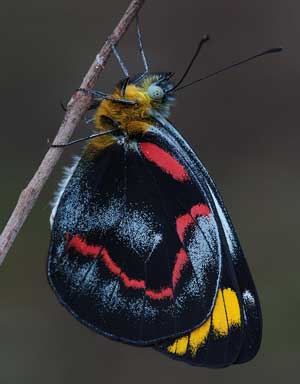 Red Bellied Black Snake