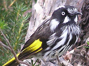New Holland Honeyeater