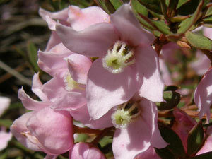 Pale Pink Boronia
