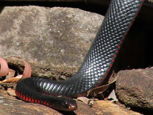 Red Bellied Black Snake