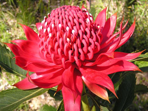 Waratah