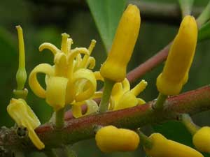 Broad-leaved Geebung