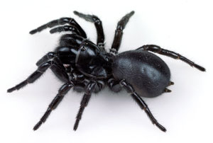 Funnel-web Spider