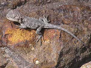 juvenile Mountain Dragon