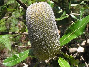 Old Man Banksia
