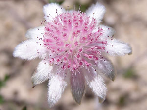 Pink Flannel Flower