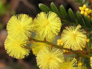 Sunshine Wattle
