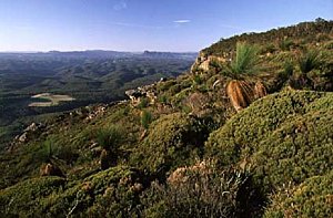 Xanthorrhoeas & Dwarf Allocasuarinas at Genowlan Heathland