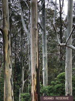 Deanei Reserve