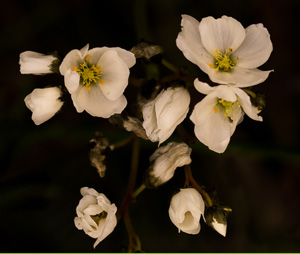 The Plant Study Group in 2010