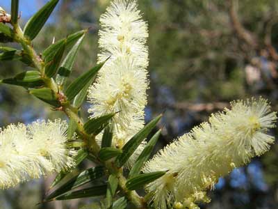 Spike Wattle