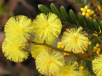 Sunshine Wattle