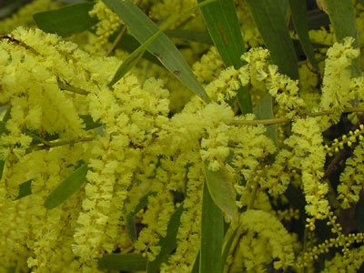 Sydney Golden Wattle