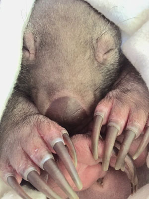 Ash in the ‘pouch’