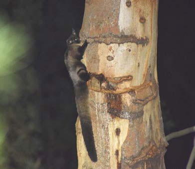 Yellow-bellied Glider