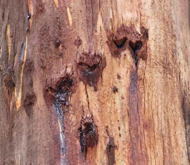 Yellow-bellied Glider